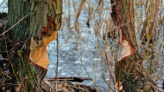 Biber haben zwei Baumstämme angenagt © NDR Foto: Eckhard Wolfgramm aus Salow