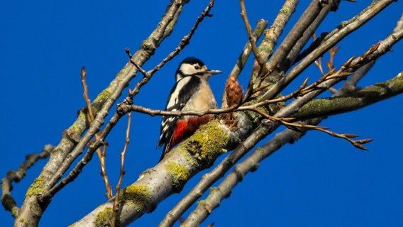 Ein Buntspecht sitzt auf einer alten Pappel © NDR Foto: Detlef Meier aus Ducherow