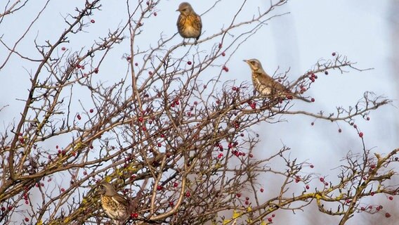 Mehrere Amselweibchen im Vogelbeerbaum © NDR Foto: Detlef Meier aus Ducherow