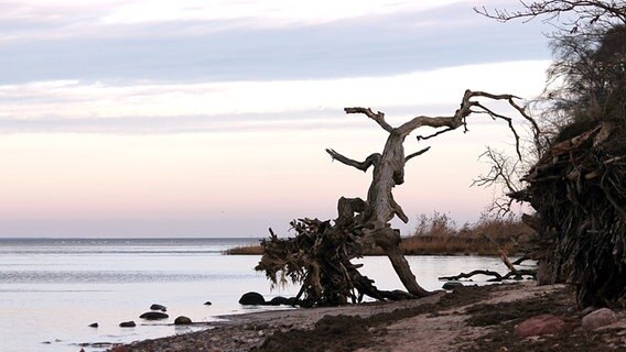 Ein alter Baum nach Sturm am Strand © NDR Foto: Marlies Ehrke aus Hinrichshagen