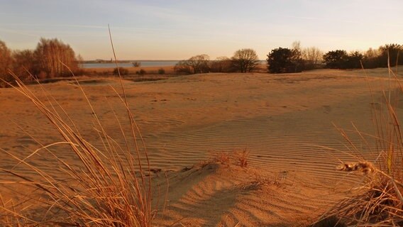 Binnendünen am Stettiner Haff in goldenem Licht © NDR Foto: Roland Lumma aus Altwarp