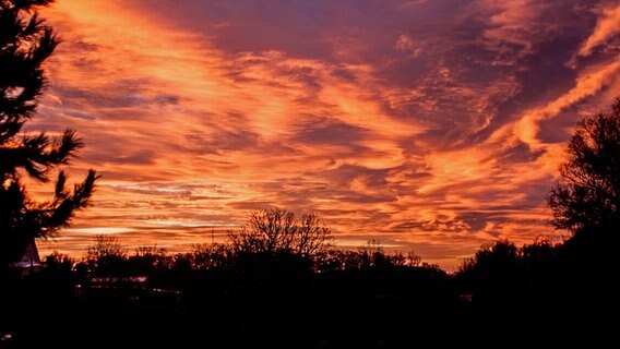 Silhouetten von Bäumen erscheinen vor einem roten Morgenhimmel. © NDR Foto: Edgar Ackermann aus Brandshagen