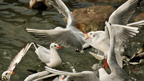 Möwen streiten sich fliegend um Futter © NDR Foto: Thomas Zumkowski aus Greifswald