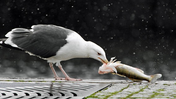 Eine Möwe frisst einen Zander. © NDR Foto: Tilo Wallrodt aus Wolgast