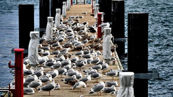 Fast alle Möwen auf einem Steg stecken ihren Kopf unter die Flügel. © NDR Foto: Max Bachmann aus Sassnitz