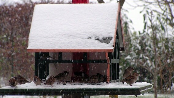 Vogelhaus im Schnee mit vielen Vögeln © NDR Foto: Rolf Strutz in Groß Mohrdorf