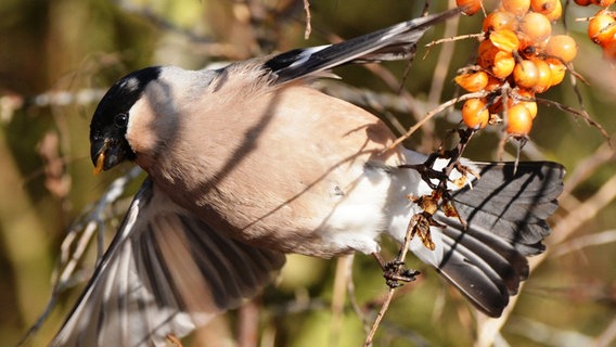 Gimpelweibchen fliegt mit einer Beere im Schnabel davon. © NDR Foto: Heiko Klimenko aus Ralswieck