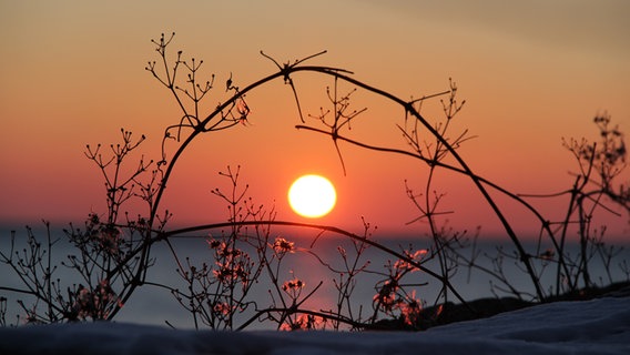 Sonne geht hinter Sträuchern unter. © NDR Foto: Gerald Schneider aus Kloster/Hiddensee