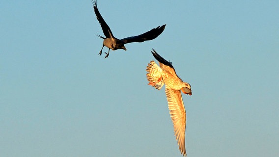 Krähe jagt Möwe im Flug, die eine Scheibe Brot im Schnabel hat. © NDR Foto: Katrin Kunkel aus Ribnitz-Damgarten