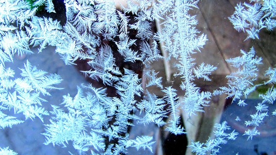 Eisblumen auf einer Scheibe © NDR Foto: Rosemarie Meier aus Stralsund