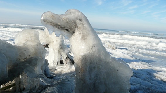 Wurzel am Strand ist mit Eis umhüllt. © NDR Foto: Reinhard Niklas aus Lubmin
