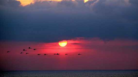 Schwäne im Sonnenuntergang an der Ostsee © NDR Foto: Gerald Schneider aus Kloster