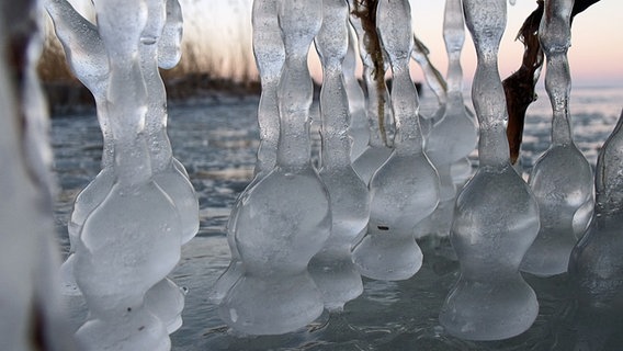 Eiszapfen am Saaler Bodden © NDR Foto: Birke Sander aus Langendamm