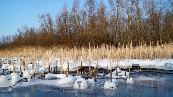 Die überfluteten Fleischerwiesen in Greifswald sind gefroren. © NDR Foto: Ivonne Haase aus Greifswald