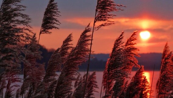 Sonnenaufgang am Schmachter See © NDR Foto: Gernot Karl aus Binz