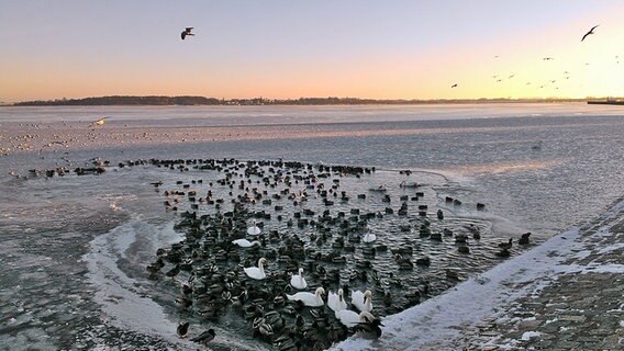 Wasservögel an einer eisfreien Stelle im Strelasund © NDR Foto: David Rohwerder aus Stralsund