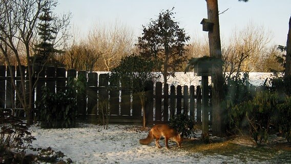 Ein Fuchs sucht im Garten nach Futter. © NDR Foto: Lisa Papke aus dem Ostseebad Wustrow
