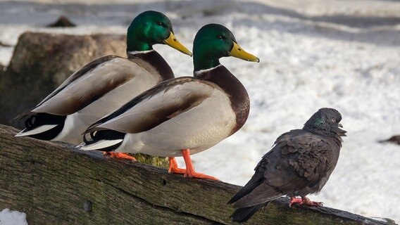 Zwei Erpel hocken neben einer Taube auf einem Bretterzaun © NDR Foto: Uwe Kantz aus Hinrichshagen bei Greifswald