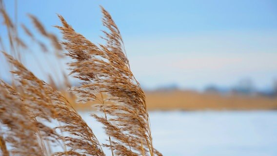 Ähren in der kalten Winterluft © NDR Foto: Steven Holz aus Greifswald