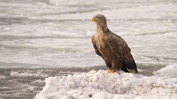 Ein Seeadler hockt auf der vereisten Ostsee © NDR Foto: Karsten Unger aus Groß Mohrdorf