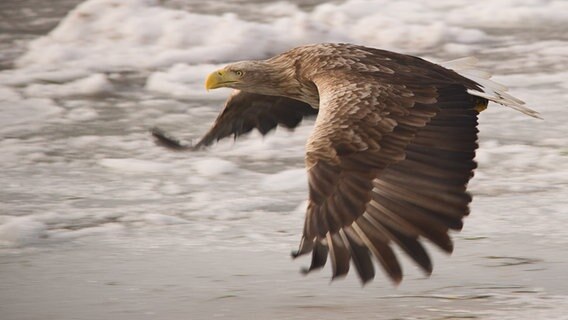 Ein Seeadler im Fluge dicht über der vereisten Ostsee © NDR Foto: Karsten Unger aus Groß Mohrdorf