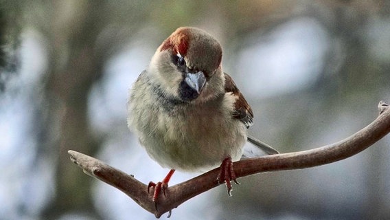 ein Spazt hockt auf einem Ast © NDR Foto: Johannes Pisch aus Stralsund