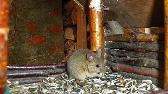 eine Maus im Futterhäuschen © NDR Foto: Peter Busse aus Breege