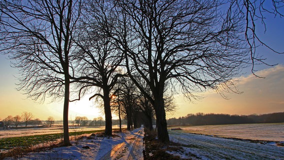 Winterliche Landschaft mit Bäumen bei Wreechen © NDR Foto: Thomas Starkloff aus Sassnitz