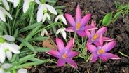 Schneeglöckchen und Krokusse im Garten. © NDR Foto: Rosemarie Meier aus Stralsund