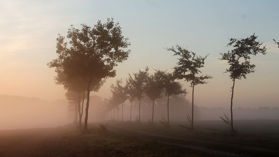 Eine Allee führt in den Nebel. © NDR Foto: Anke Zabel aus Velgast