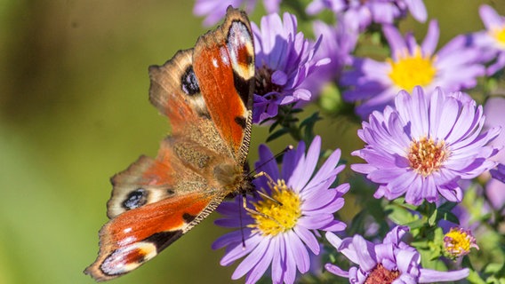Schmetterling auf Aster © NDR Foto: Thekla Oelke aus Brandshagen