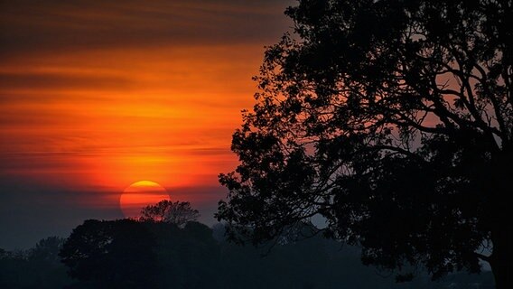 In einem leuchtenden Rot geht die Sonne hinter Bäumen unter. © NDR Foto: Günter Kamp aus Greifswald