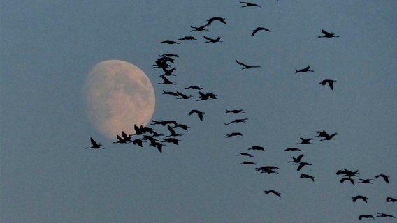 Kraniche fliegen am Himmel vor dem Mond © NDR Foto: Wilhelm Schwandt aus Ueckermünde