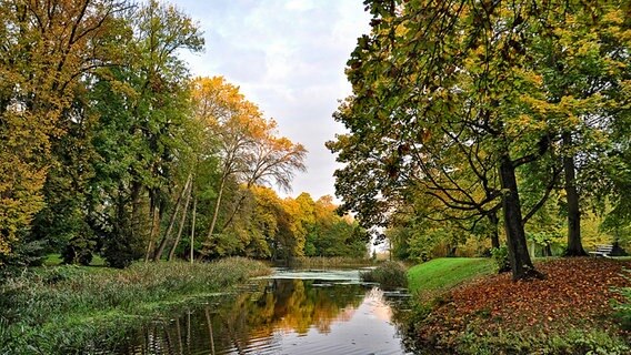 Herbstlaub an den Bäumen im Park von Griebenow © NDR Foto: Günter Kamp aus Greifswald
