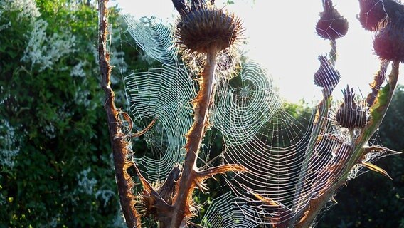 Spinnweben zwischen Disteln © NDR Foto: Johann Reiter aus Trinwillershagen