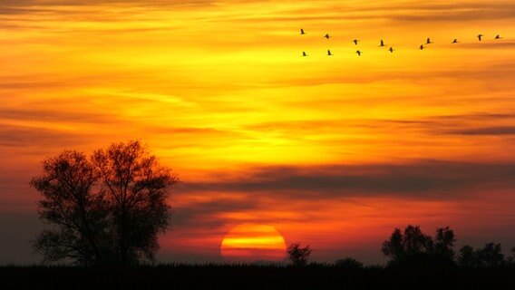 Fliegende Kraniche bei Sonnenuntergang © NDR Foto: Karsten Unger aus Gross Mohrdorf