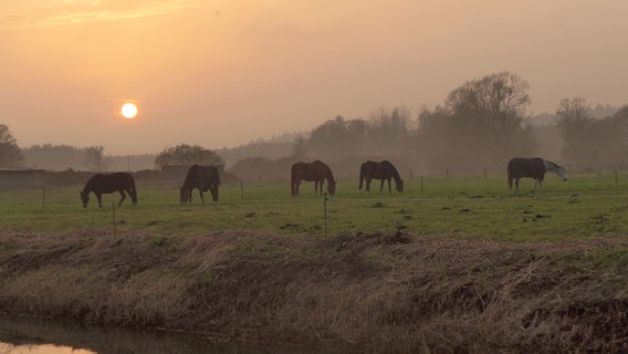 Pferde auf einer Koppel © NDR Foto: Hella Stadelmann aus Ahlbeck