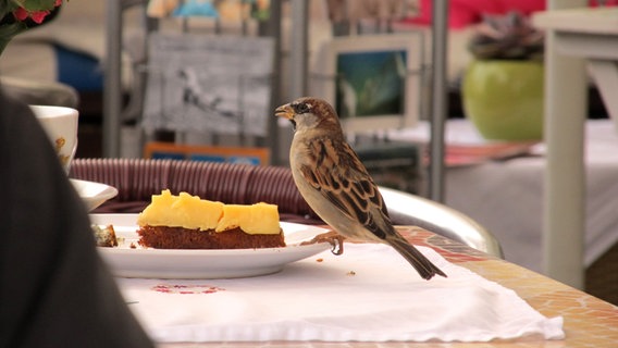 Ein Vogel sitzt auf einem Tellerrand © NDR Foto: Wolfgang Holst aus Verchen