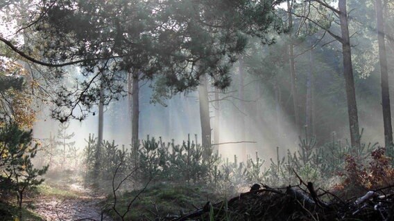 Eine sonnendurchflutete Waldlichtung © NDR Foto: Anne-Katrin Dorst