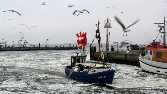 Möwen kreisen über einem Fischkutter im Hafenbecken von Kloster. © NDR Foto: Gerald Schneider aus Kloster