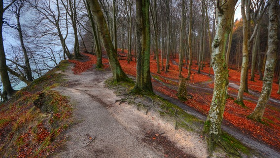 Herbstlicher Wald © NDR Foto: Werner Bayer aus Neubrandenburg