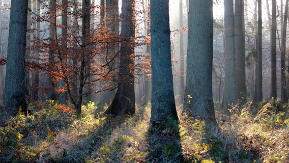 Licht scheint durch einen Wald. © NDR Foto: Marthe Wahl aus Murchin-Parchim