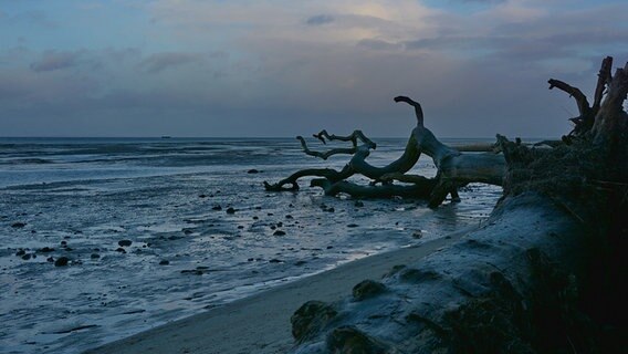 Ein umgestürzter Baum liegt am Ostseestrand. © NDR Foto: Günter Kamp aus Greifswald