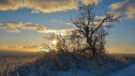 Sonne geht über einem verschneiten Baum am Feldrand auf. © NDR Foto: Günter Kamp aus Greifswald
