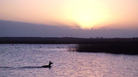 Hirsch schwimmt durch das Stettiner Haff. © NDR Foto: Manfred Ewald aus Altwarp