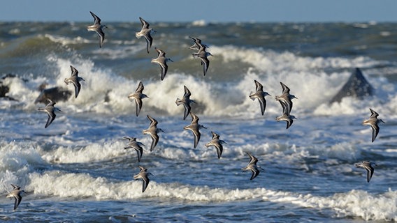 Sanderlinge fliegen über die Ostseewellen © NDR Foto: Katrin Kunkel aus Ribnitz-Damgarten