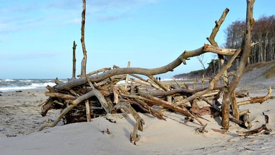 Treibgut am Ahrenshooper Weststrand © NDR Foto: Inka Oehmcke aus Gnoien