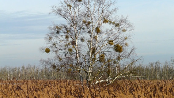 Eine Birke steht auf einer Wiese © NDR Foto: Hartmut Lahrmann aus Anklam