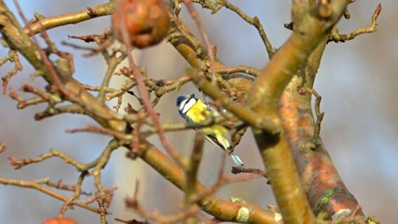 Blaumeise hängt an einem Zweig im Apfelbaum. © NDR Foto: Katrin Kunkel aus Ribnitz-Damgarten