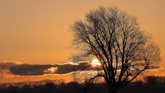 Sonnenaufgang hinter einem Baum. © NDR Foto: Doremarie Hintze aus Greifswald
